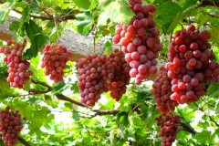 Đặc sản nho Ninh Thuận