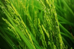 Nhu cầu dinh dưỡng của cây lúa