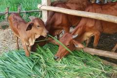 Nhu cầu dinh dưỡng của bò thịt và cách lựa chọn thức ăn giúp bò tăng trọng 