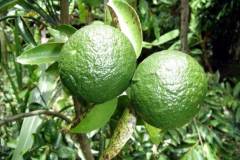 Nhu cầu dinh dưỡng của cây cam và cách bón phân cho cây phù hợp