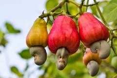 Nhu cầu dinh dưỡng của cây điều và kỹ thuật bón phân cho cây thời kỳ kinh doanh