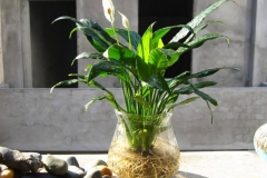 Nhu cầu dinh dưỡng của cây Lan Ý và cách bón phân cho cây