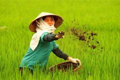 Nhu cầu dinh dưỡng của cây lúa và cách bón phân cho cây phù hợp