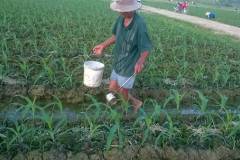 Nhu cầu dinh dưỡng của cây ngô và cách bón phân giúp cây phát triển tốt