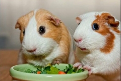 Dinh dưỡng cho chuột hamster khi mang thai