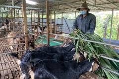 Nhu cầu dinh dưỡng của dê và cách xây dựng khẩu phần ăn phù hợp 