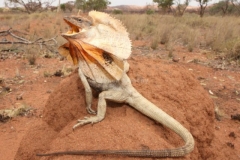 Nhu cầu dinh dưỡng thằn lằn cổ bướm Frilled Lizard