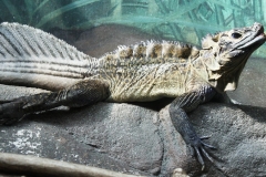 Nhu cầu dinh dưỡng thằn lằn Chaien Sailfin Dragon