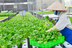 Công nghiệp hóa, hiện đại hóa nông nghiệp, nông thôn còn gặp nhiều khó khăn
