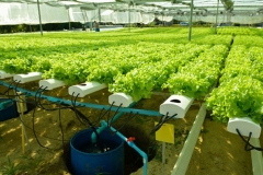 Điều kỳ diệu ở Israel: Biến 'sa mạc' thành nơi cung cấp cho 95% nhu cầu thực phẩm của đất nước
