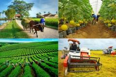 Nông nghiệp là gì? Vai trò của nông nghiệp đối với phát triển kinh tế 