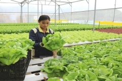 Phương hướng xây dựng mô hình nông nghiệp sạch