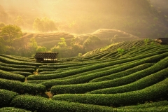 Trên 14 nghìn doanh nghiệp đầu tư vào lĩnh vực nông nghiệp trong cả nước