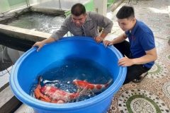 Câu chuyện nuôi cá Koi hốt bạc tỷ mỗi năm của chàng trai Đà Nẵng