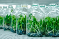 Ưu - nhược điểm của những cách sản xuất giống cây trồng phổ biến được sử dụng nhiều hiện nay