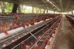 Quy trình nuôi gà chuẩn VietGap - kỹ thuật xây dựng chuồng trại, chọn giống và cách phòng trị bệnh thường gặp