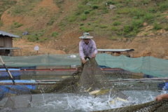Nông dân huyện Quỳnh Nhai làm giàu nhờ chăn nuôi cá đặc sản trong lòng hồ thủy điện Sơn La