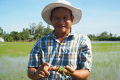 Người nông dân tạo nhiều giống lúa quý