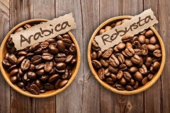5 đặc điểm khác biệt giữa cà phê Arabica và Robusta