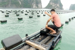 Phao nhựa nổi trong nuôi trồng thủy sản - cấu tạo, nguyên lý hoạt động và chức năng