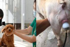 Dụng cụ phối giống chó: Cấu tạo, công dụng và lợi ích
