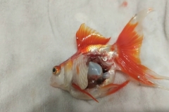  Phòng bệnh bong bóng cho cá vàng hiệu quả