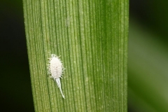 Phòng bệnh Cây lưỡi hổ bị côn trùng tấn công