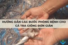 Hướng dẫn các bước phòng bệnh cho cá tra giống đơn giản