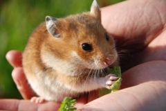 Phòng bệnh đau mắt cho chuột hamster