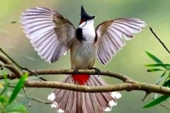 Phòng bệnh tiêu chảy cấp ở chào mào