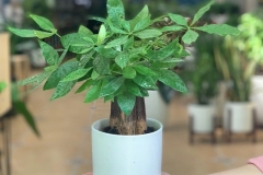 Phòng bệnh rụng lá ở cây kim ngân: Nguyên nhân khiến cây rụng lá và cách phòng ngừa