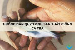 Hướng dẫn quy trình sản xuất giống cá tra