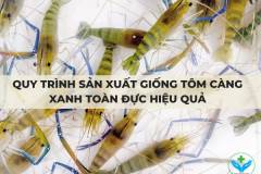 Quy trình sản xuất giống tôm càng xanh toàn đực hiệu quả