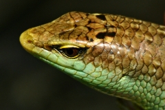 Tìm hiểu nguồn gốc và đặc điểm tập tính rắn mối dương