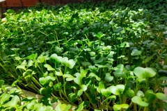 Giá trị dinh dưỡng của rau mầm