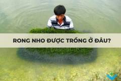 Rong nho được trồng ở đâu?