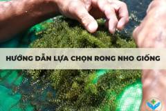 Hướng dẫn lựa chọn rong nho giống