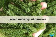 Rong nho loại nào ngon và các thông tin cần biết