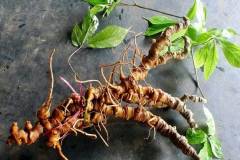 Điều kiện đất trồng sâm Ngọc Linh để cây sinh trưởng thuận lợi nhất 