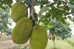 2 loại sâu bệnh hại trên mít thái phổ biến và cách điều trị