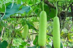 Cách phòng ngừa một số loại sâu hại bầu bí phổ biến hiệu quả