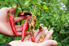 Các loại sâu hại ớt phổ biến và cách điều trị hiệu quả