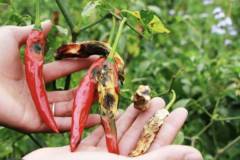 Các loại sâu hại ớt phổ biến mà bạn nên biết và cách phòng trừ hiệu quả 
