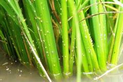 2 loại sâu lúa phổ biến và cách điều trị 