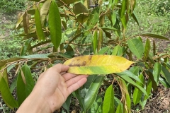 Sầu riêng mới trồng bị rụng lá: nguyên nhân và cách khắc phục