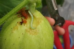 Biện pháp tổng hợp phòng trừ sâu xanh da láng gây hại cây trồng