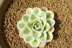 Sử dụng đất Akadama để trồng sen đá