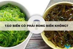Tảo biển có phải rong biển không?
