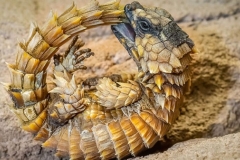 Thằn lằn armadillo: nguồn gốc, đặc điểm hình dáng