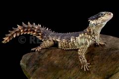 Thằn lằn armadillo giá bao nhiêu? Các loại thằn lằn armadillo phổ biến